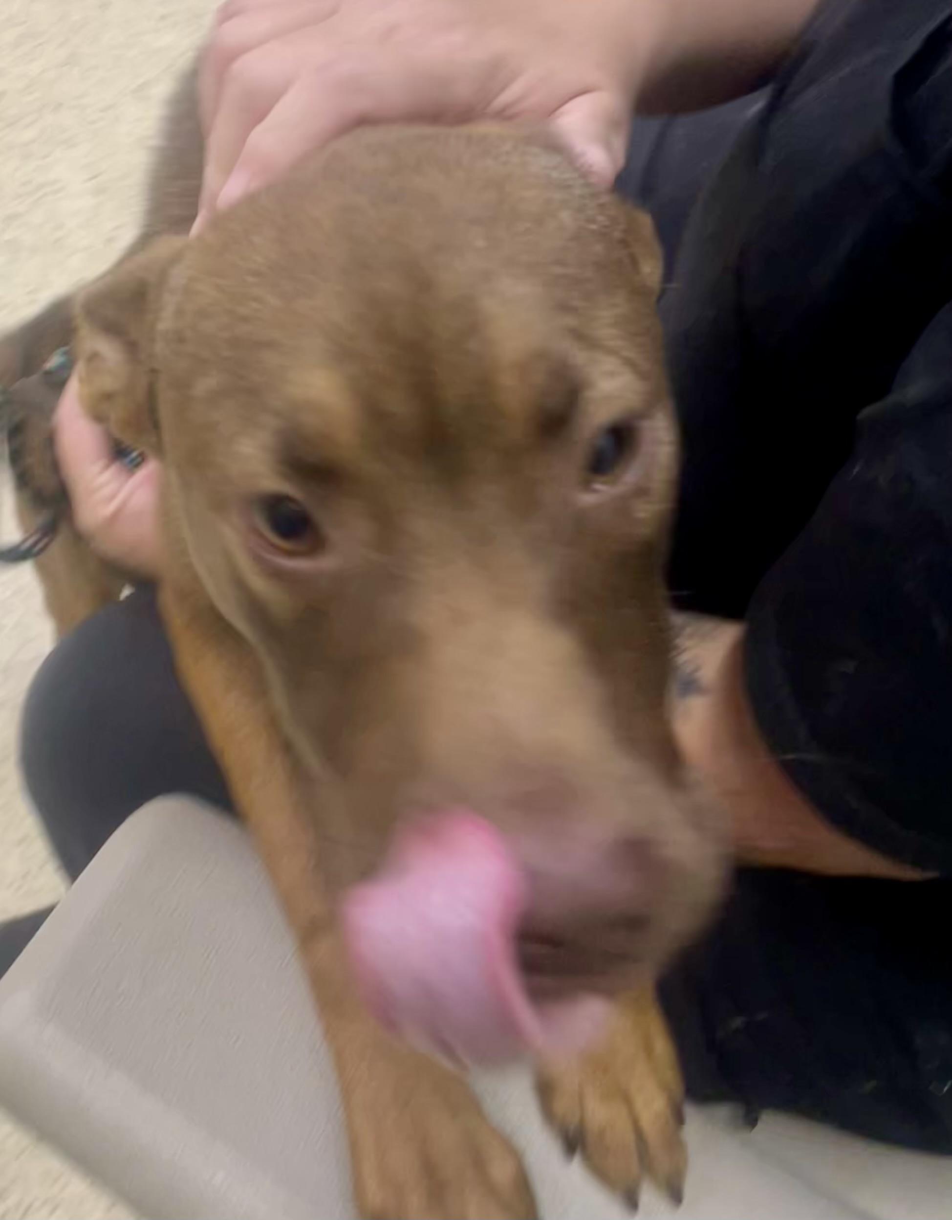 Leanna, an adoptable mixed breed in Muncie, IN image 6/6