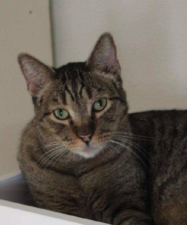 Kent, ADOPTABLE, Adult Male Domestic Short Hair.
