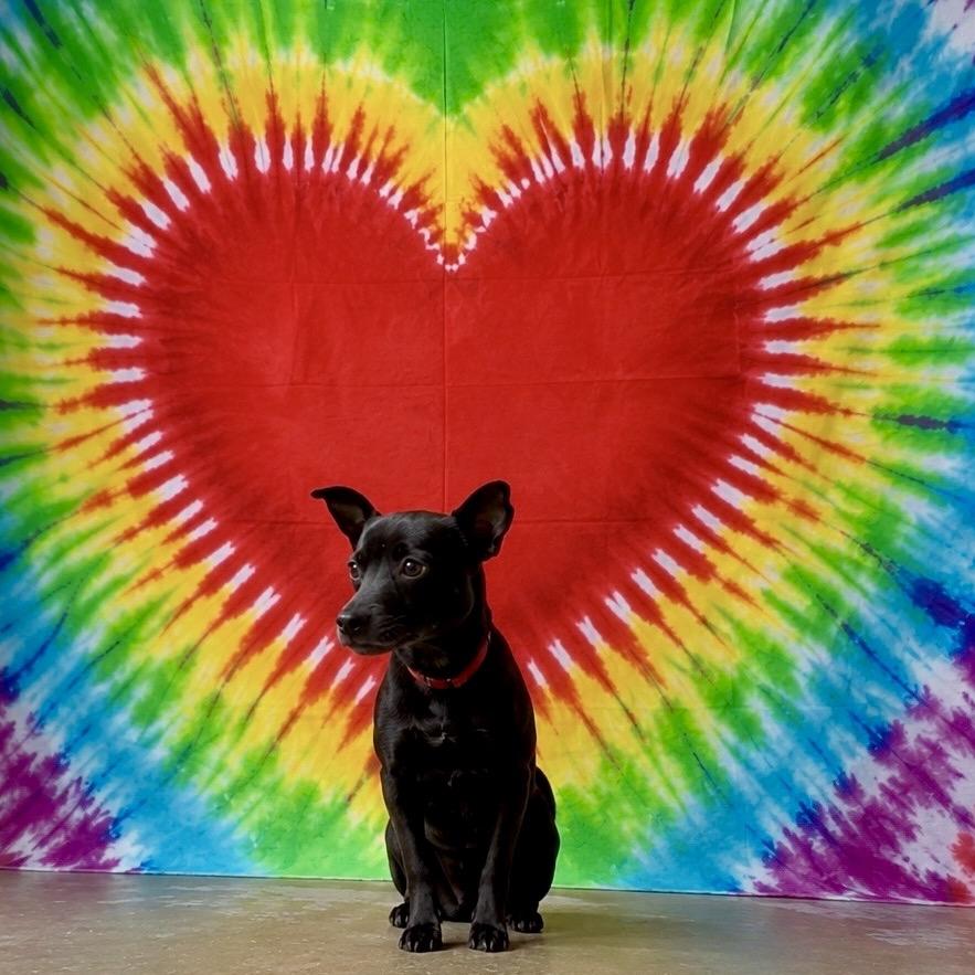 Pebbles, a Adoptable mixed breed in Eureka Springs, AR image 2/6