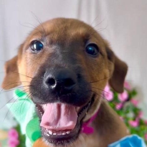Dog for adoption - Bebe Brown, a Hound & Labrador Retriever Mix in ...
