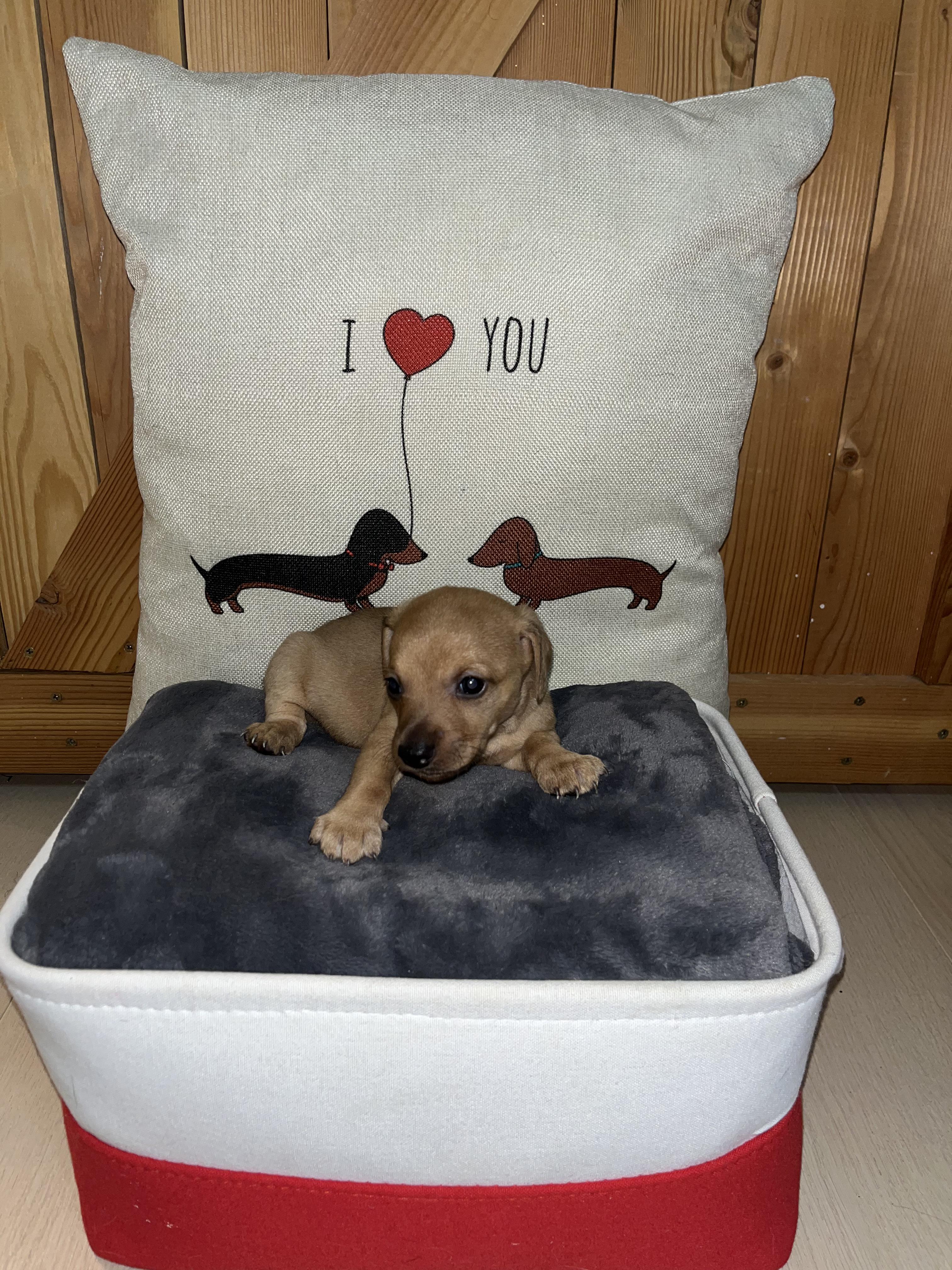 Marshmallow, Adoptable, Puppy Male Dachshund.