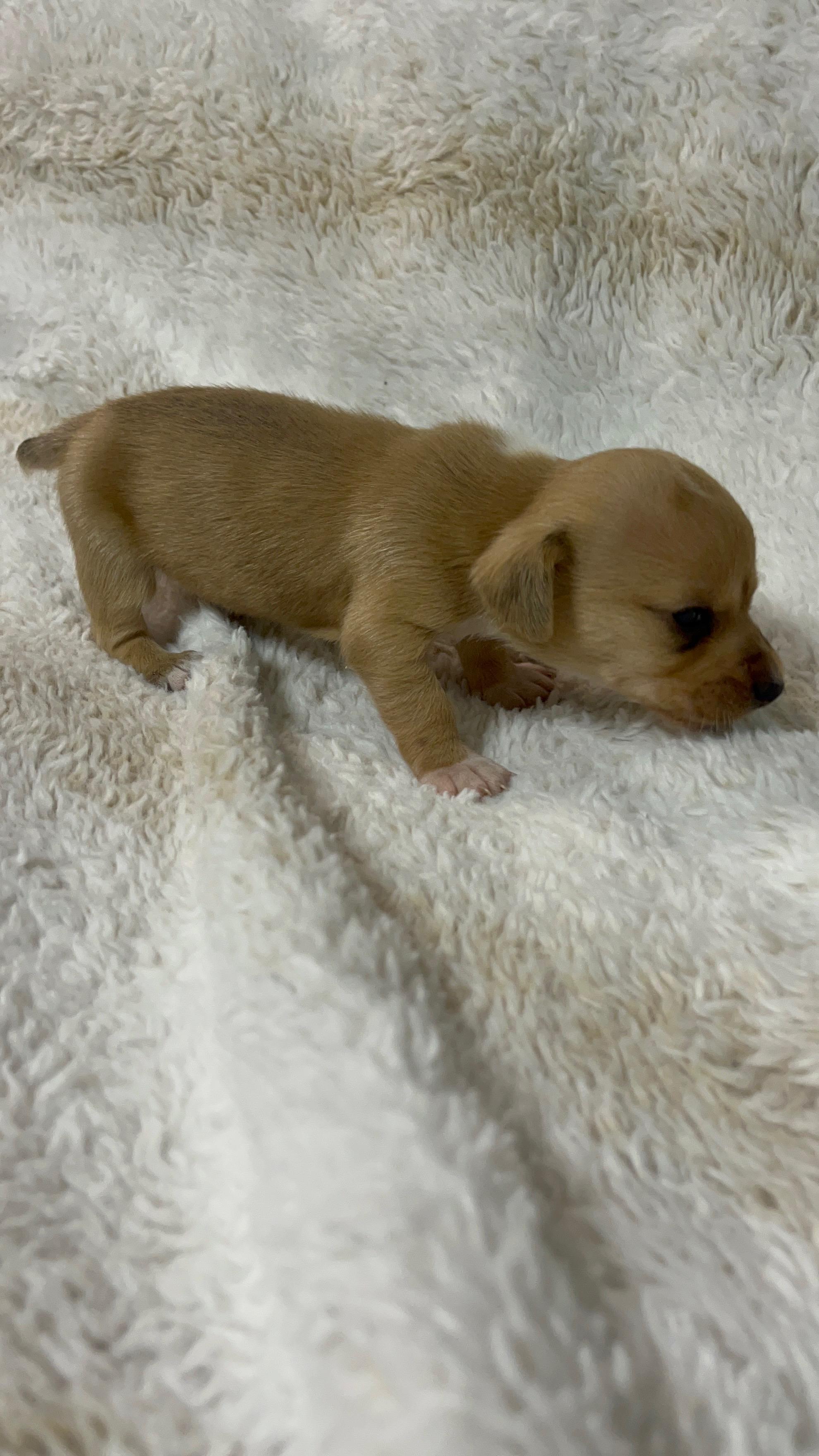 Enlarge Marshmallow, a Adoptable Dachshund in Murrieta, CA image 2/2