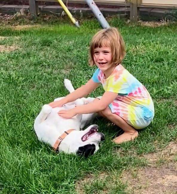 Roxy, Adoptable, Adult Female Boxer & American Staffordshire Terrier.