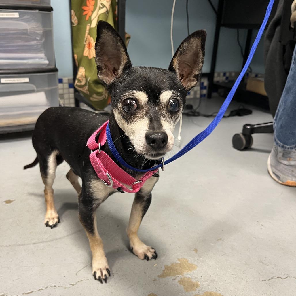 Spooky, Adoptable, Senior Male Chihuahua.