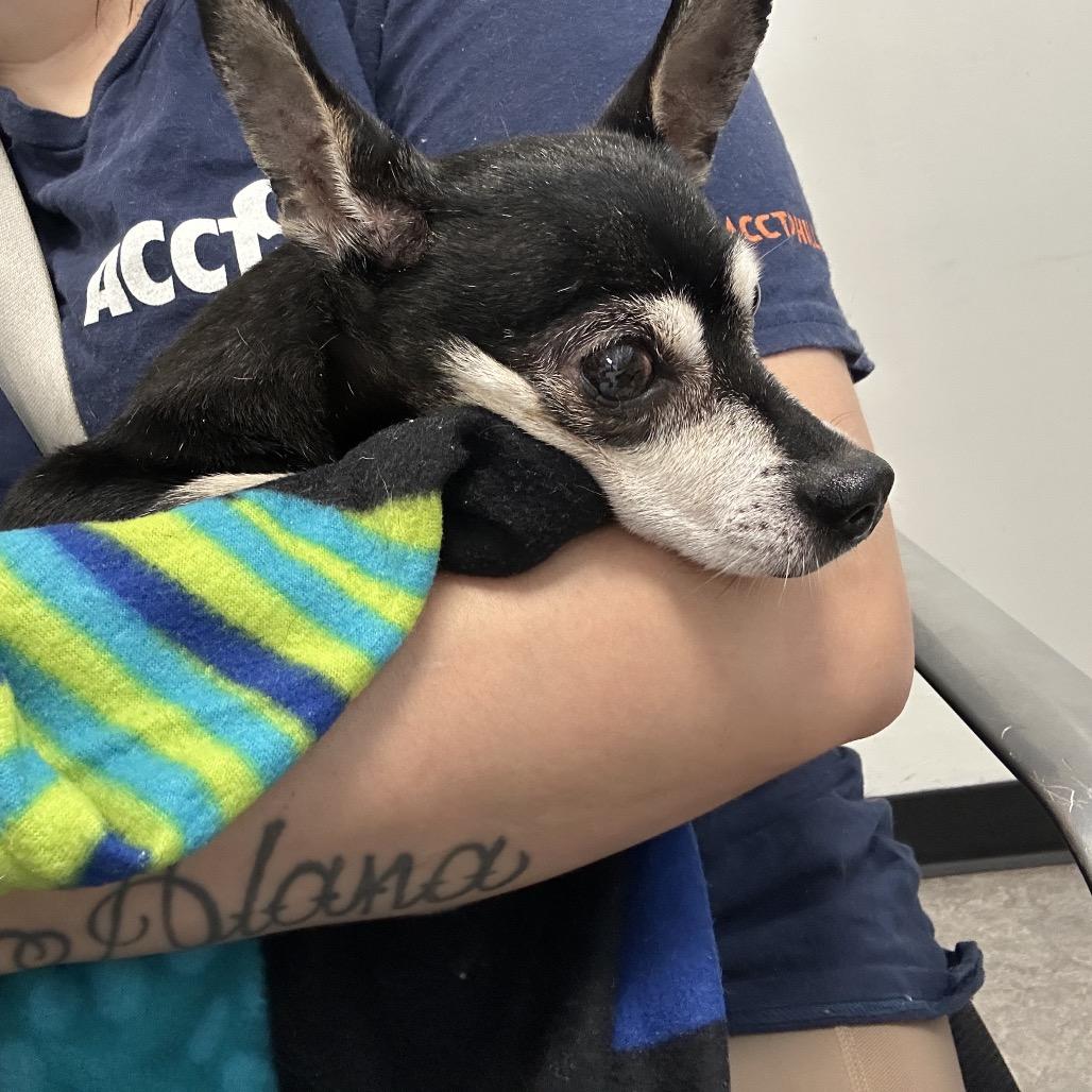 Spooky, a Adoptable Chihuahua in West Chester, PA image 2/3