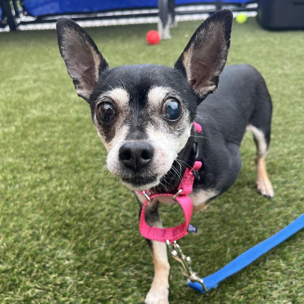 Spooky, a Adoptable Chihuahua in West Chester, PA image 3/3