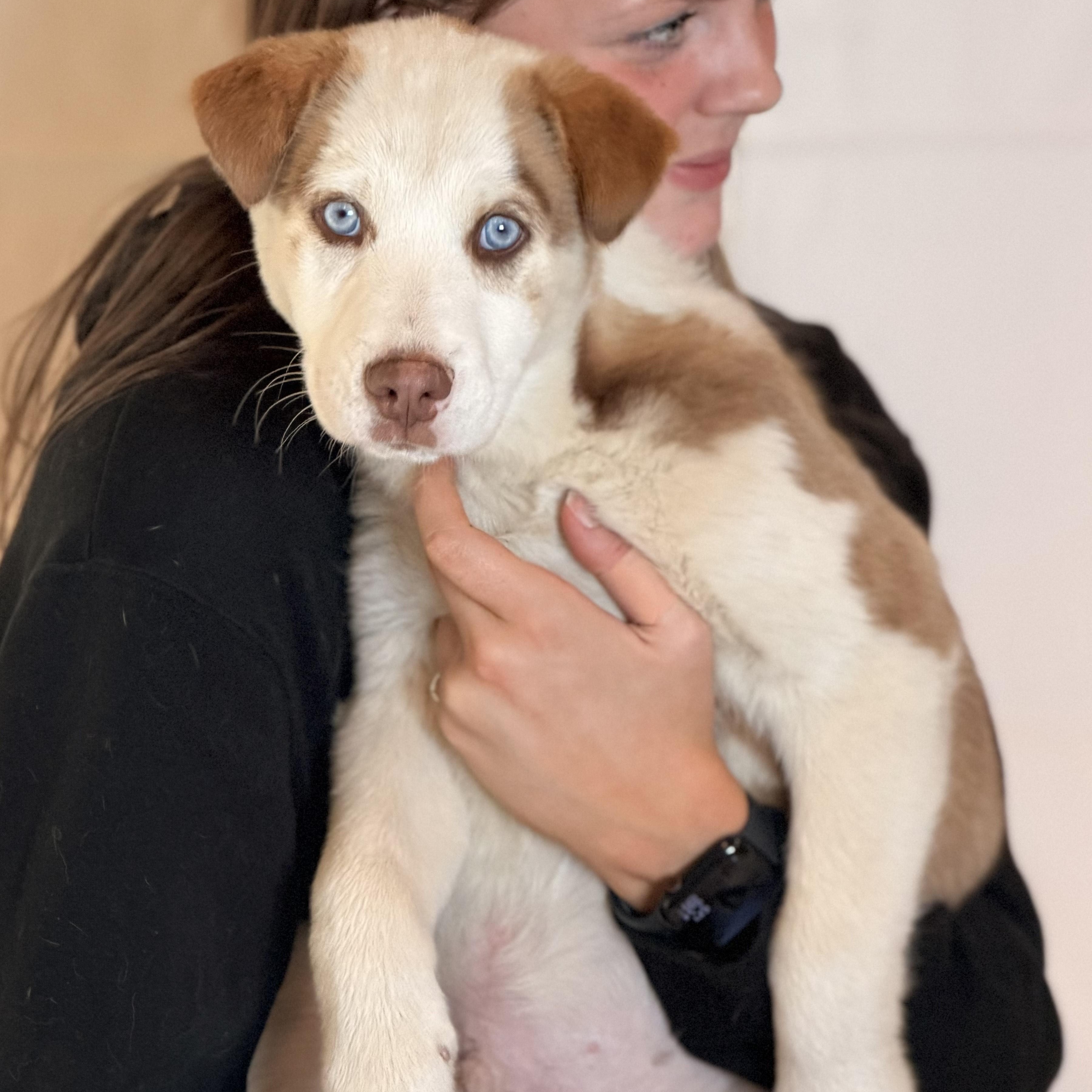 Enlarge Koda, an adopted mixed breed in Sparta, NJ image 5/6