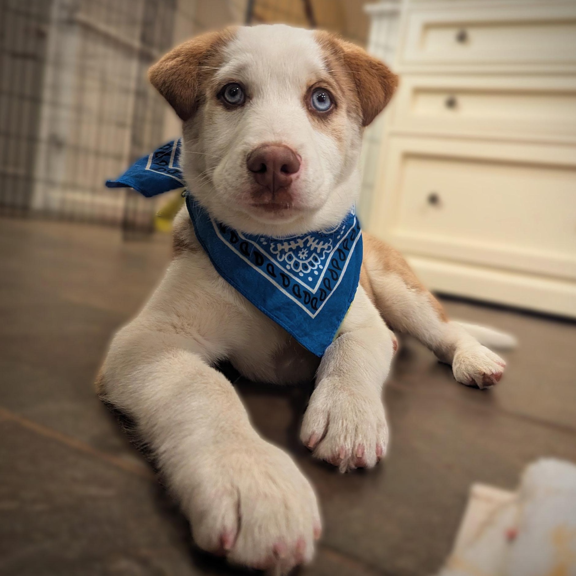 Enlarge Koda, an adopted mixed breed in Sparta, NJ image 6/6