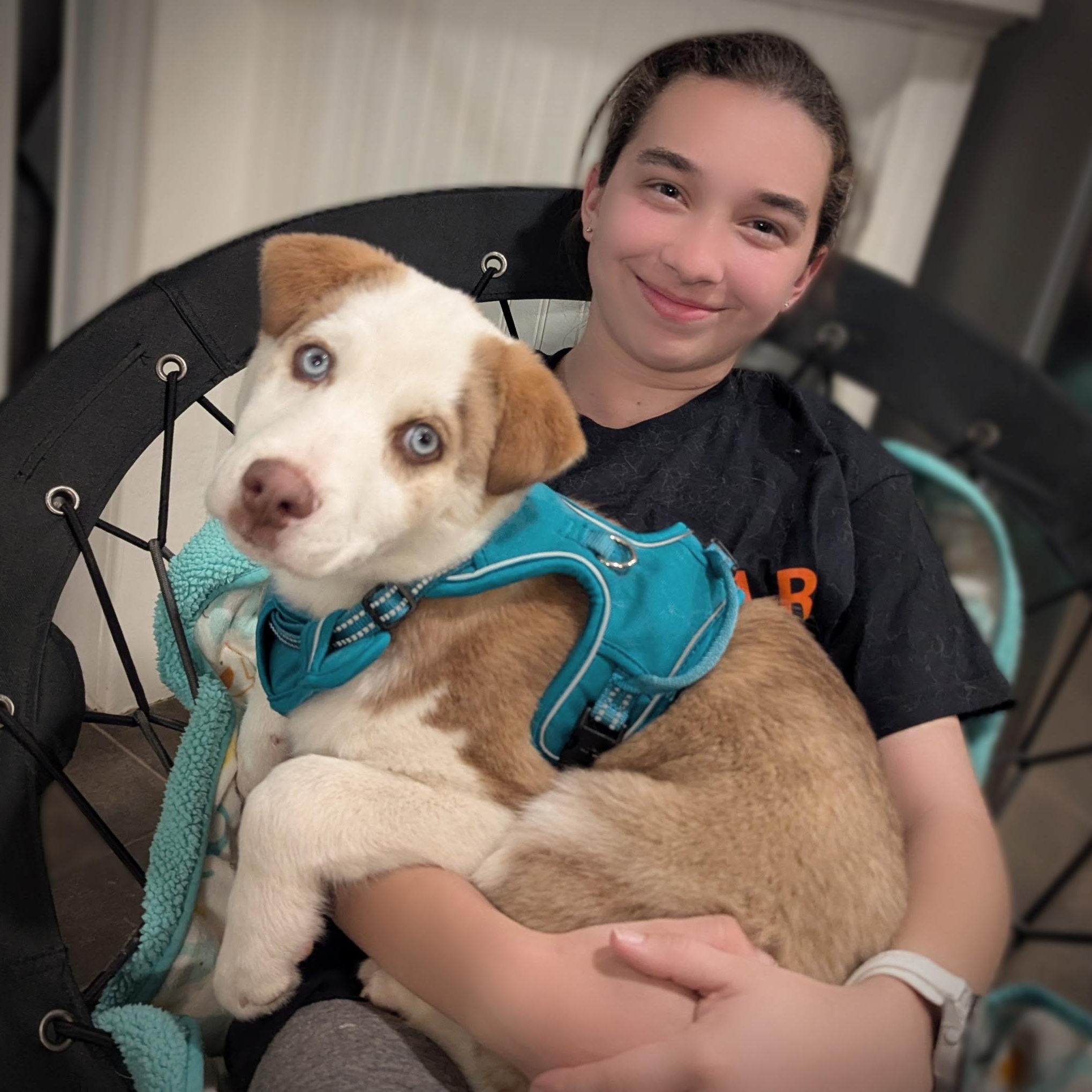 Enlarge Koda, an adopted mixed breed in Sparta, NJ image 4/6