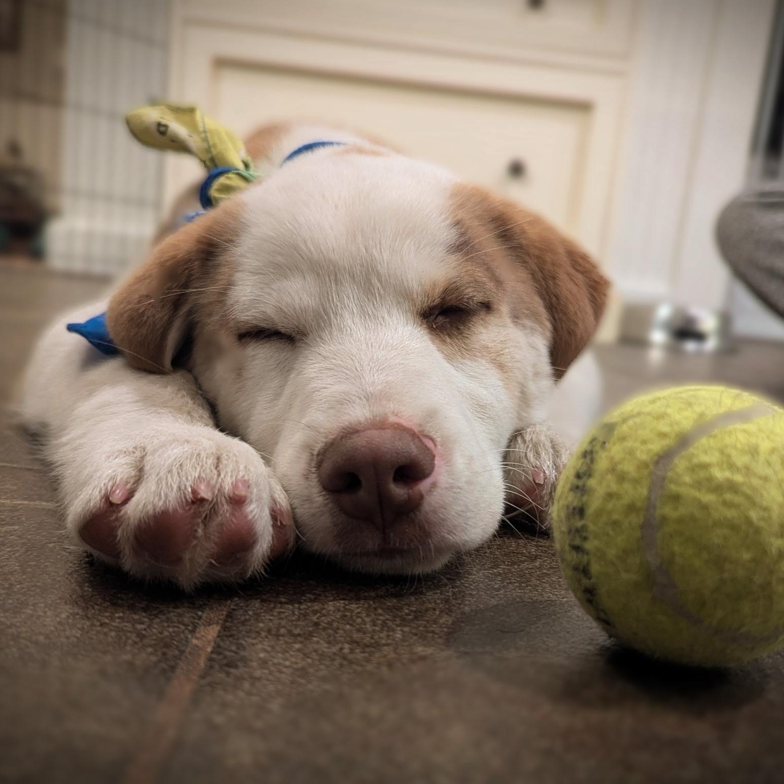 Enlarge Koda, an adopted mixed breed in Sparta, NJ image 3/6