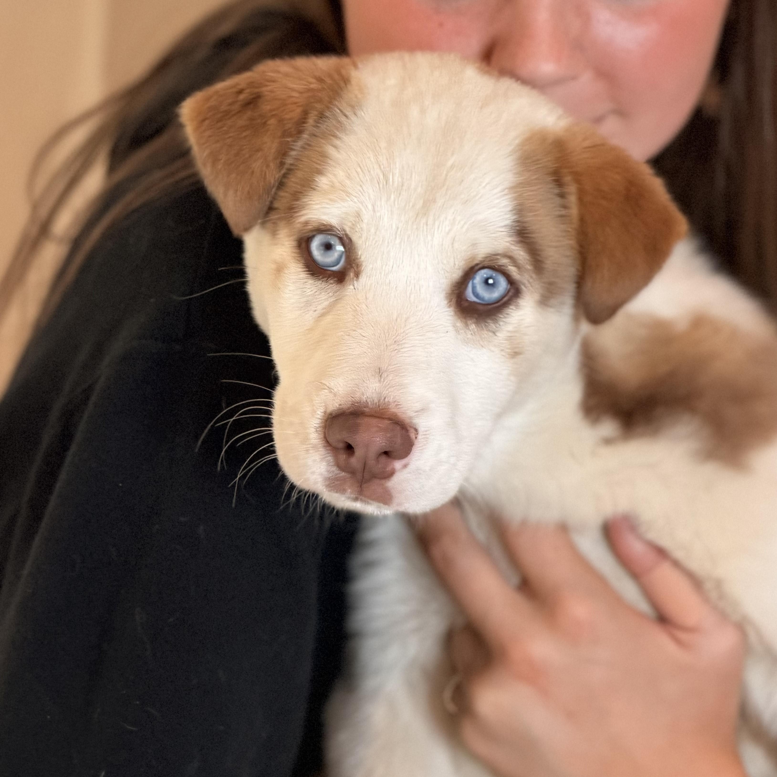 Enlarge Koda, an adopted mixed breed in Sparta, NJ image 1/6