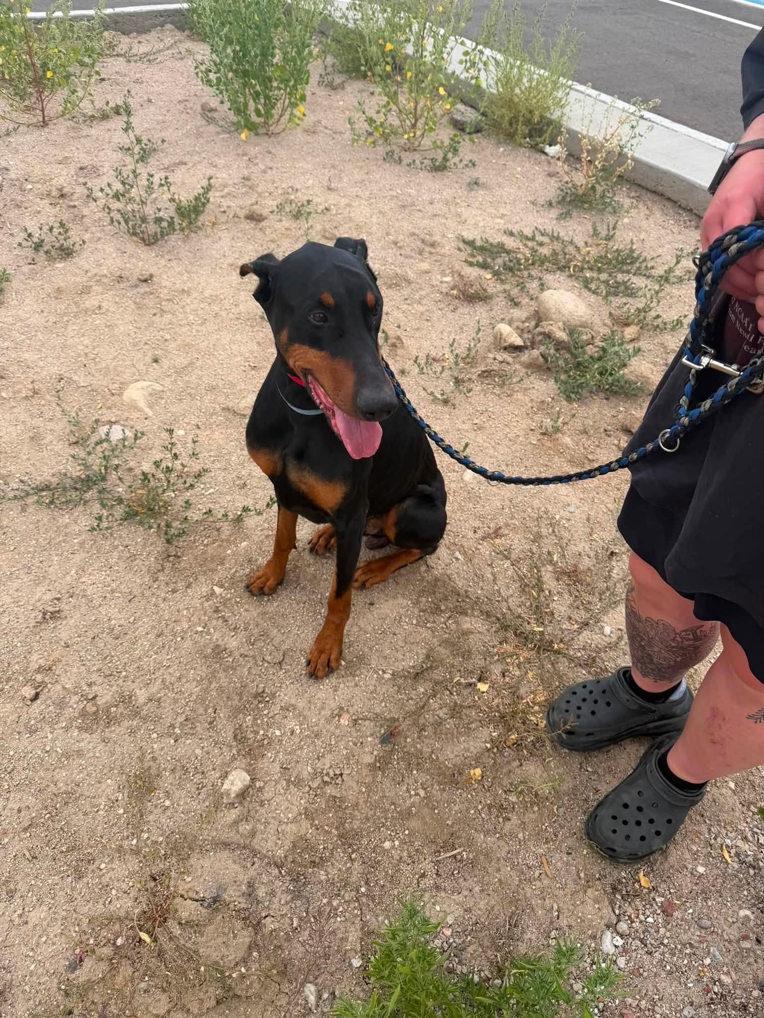 Rigley, Adoptable, Adult Male Doberman Pinscher.