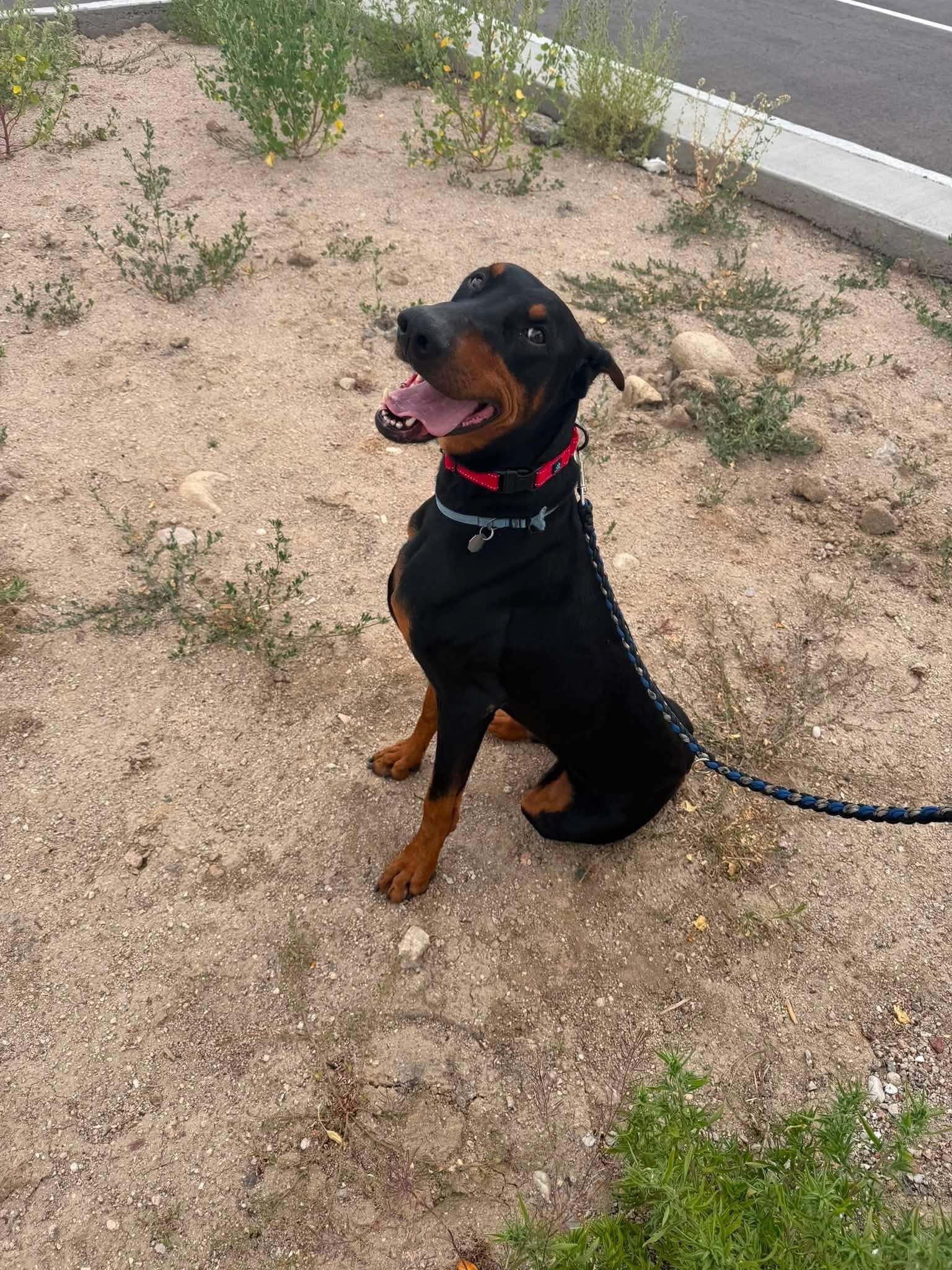 Enlarge Rigley, a Adoptable Doberman Pinscher in Denver, CO image 2/3