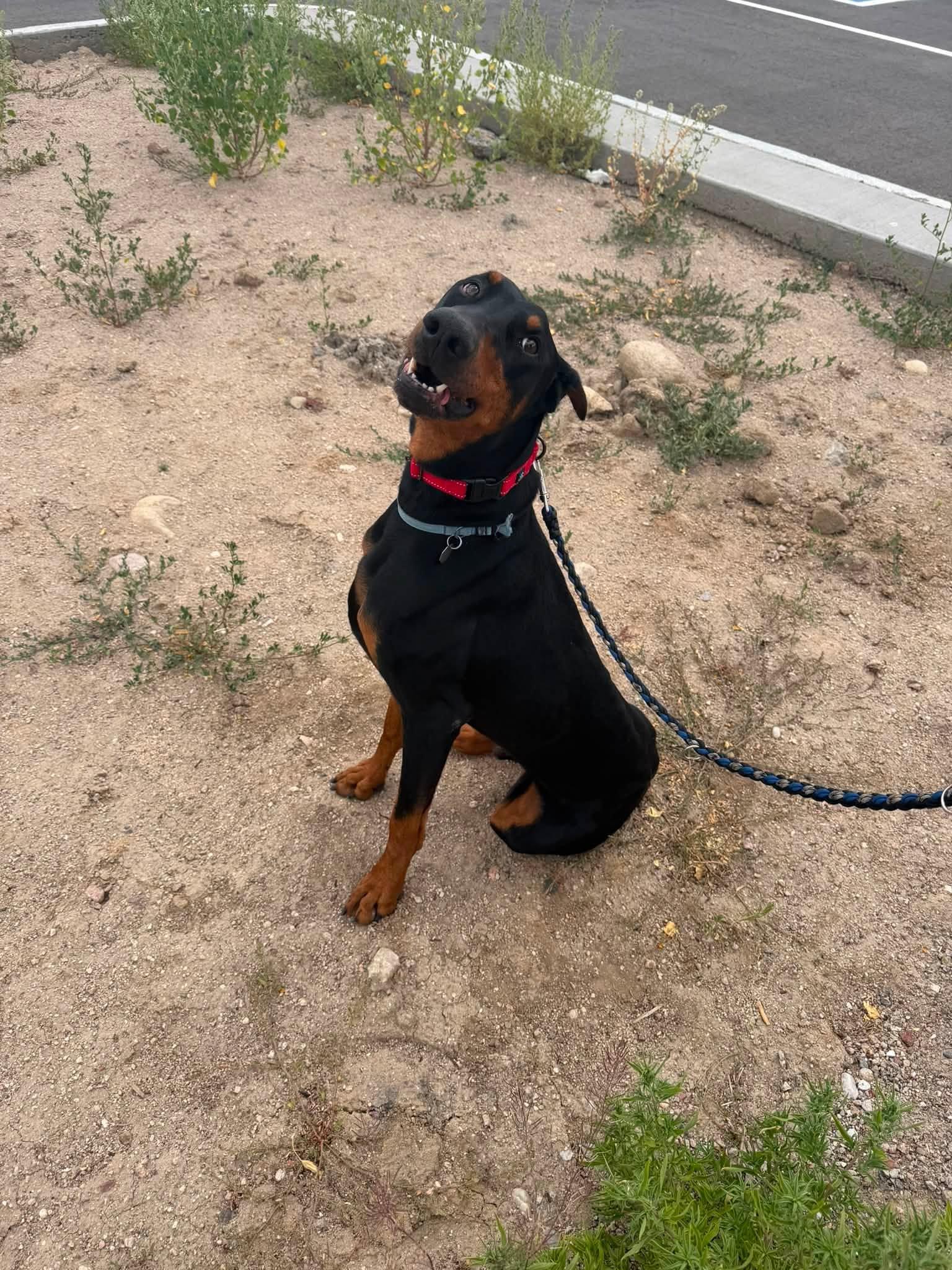 Enlarge Rigley, a Adoptable Doberman Pinscher in Denver, CO image 3/3