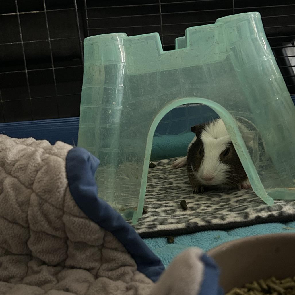 Enlarge Calypso, a Adoptable Guinea Pig in Las Vegas, NV image 1/1