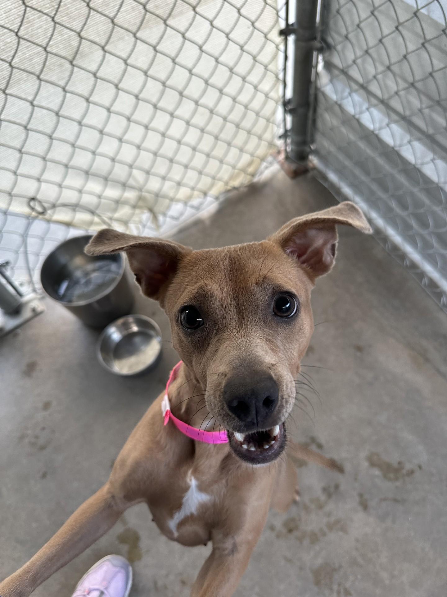 AUTUMN, a Adoptable mixed breed in Fresno, CA image 2/4