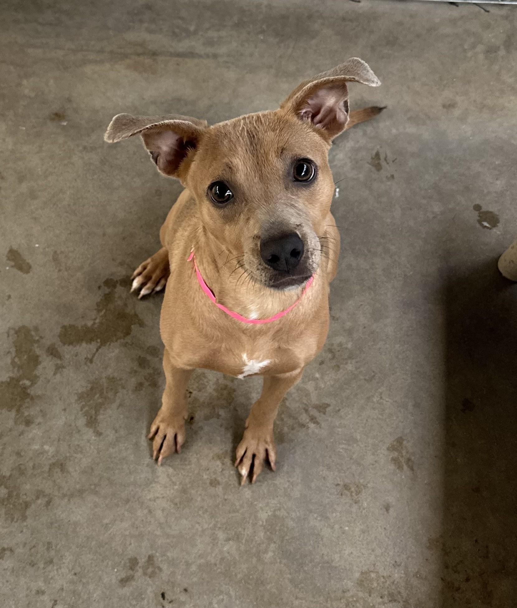 AUTUMN, a Adoptable mixed breed in Fresno, CA image 3/4