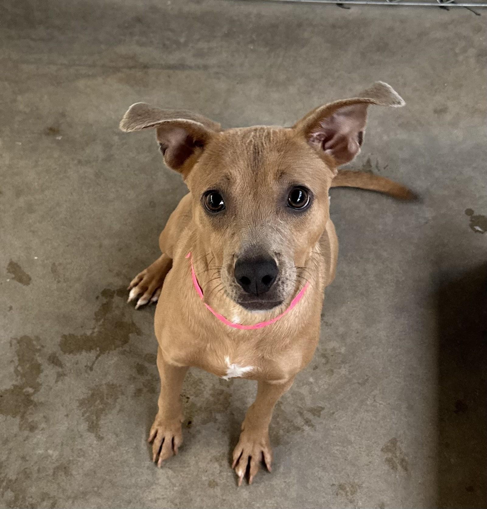 AUTUMN, a Adoptable mixed breed in Fresno, CA image 4/4