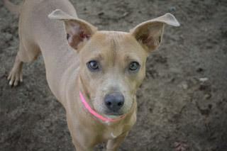 AUTUMN, a Adoptable mixed breed in Fresno, CA image 1/4