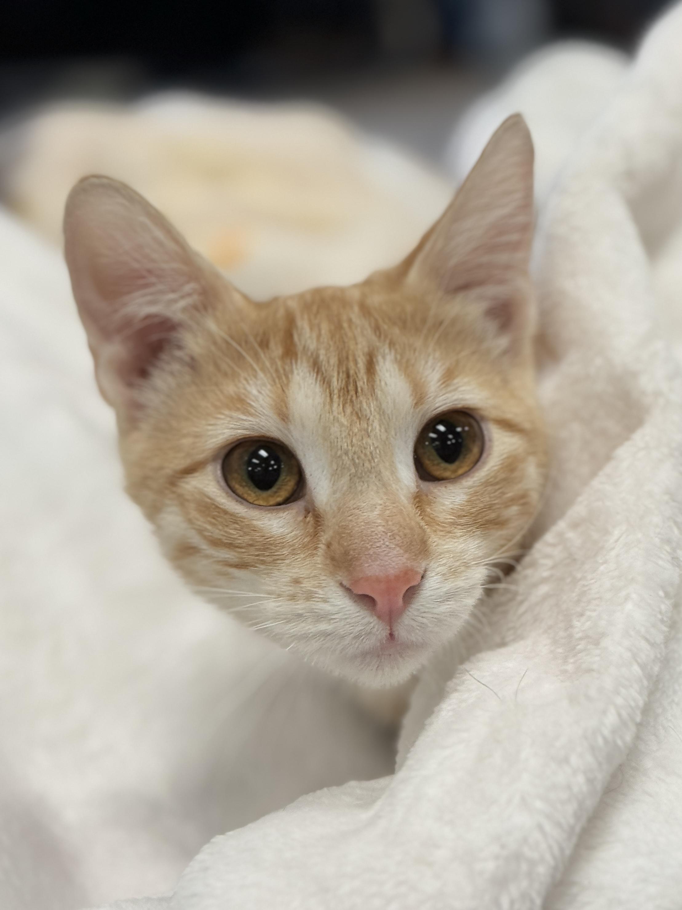 Enlarge Aurora, an adoptable Tabby in GALESVILLE, WI image 3/5