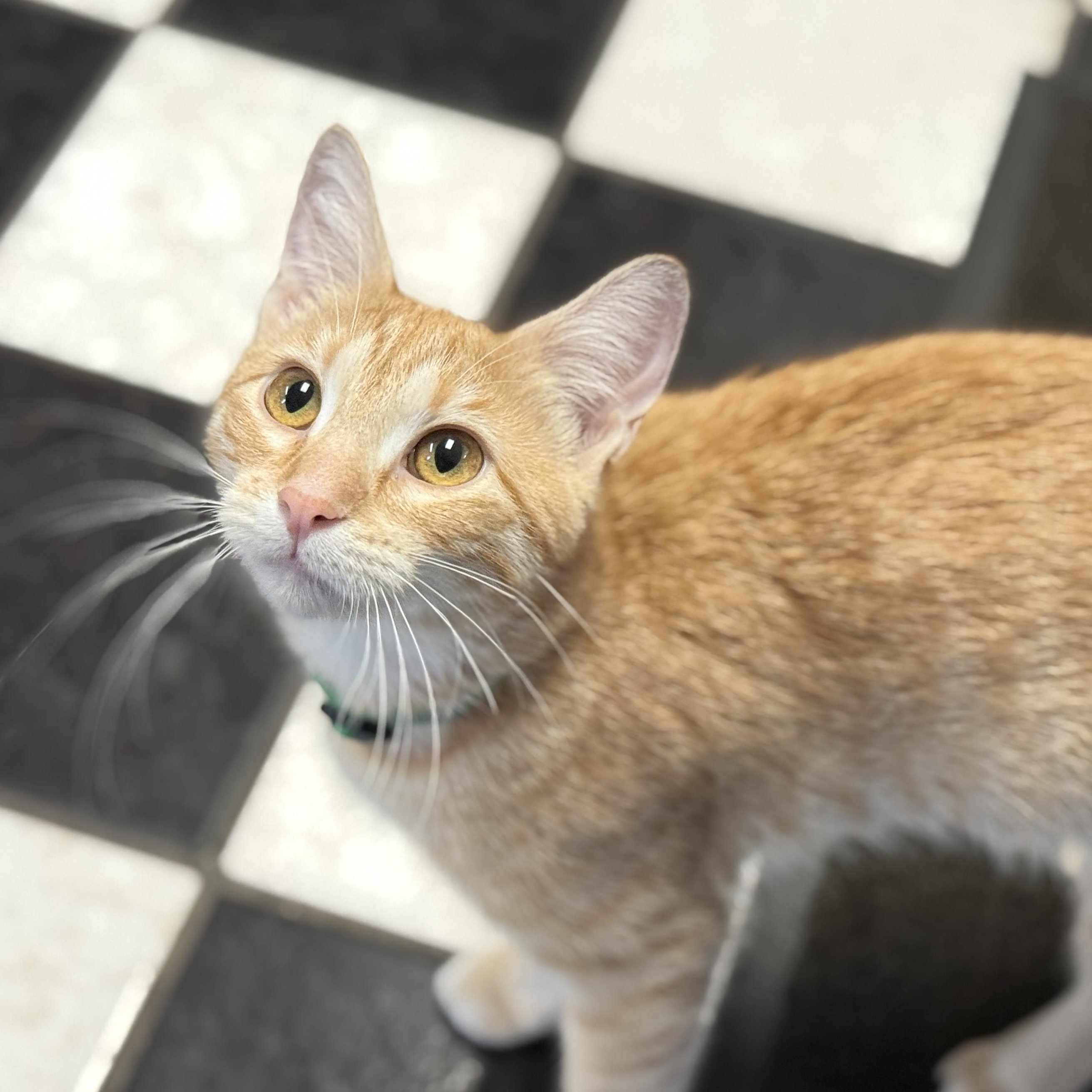 Aurora, adoptable, Young Female Tabby.