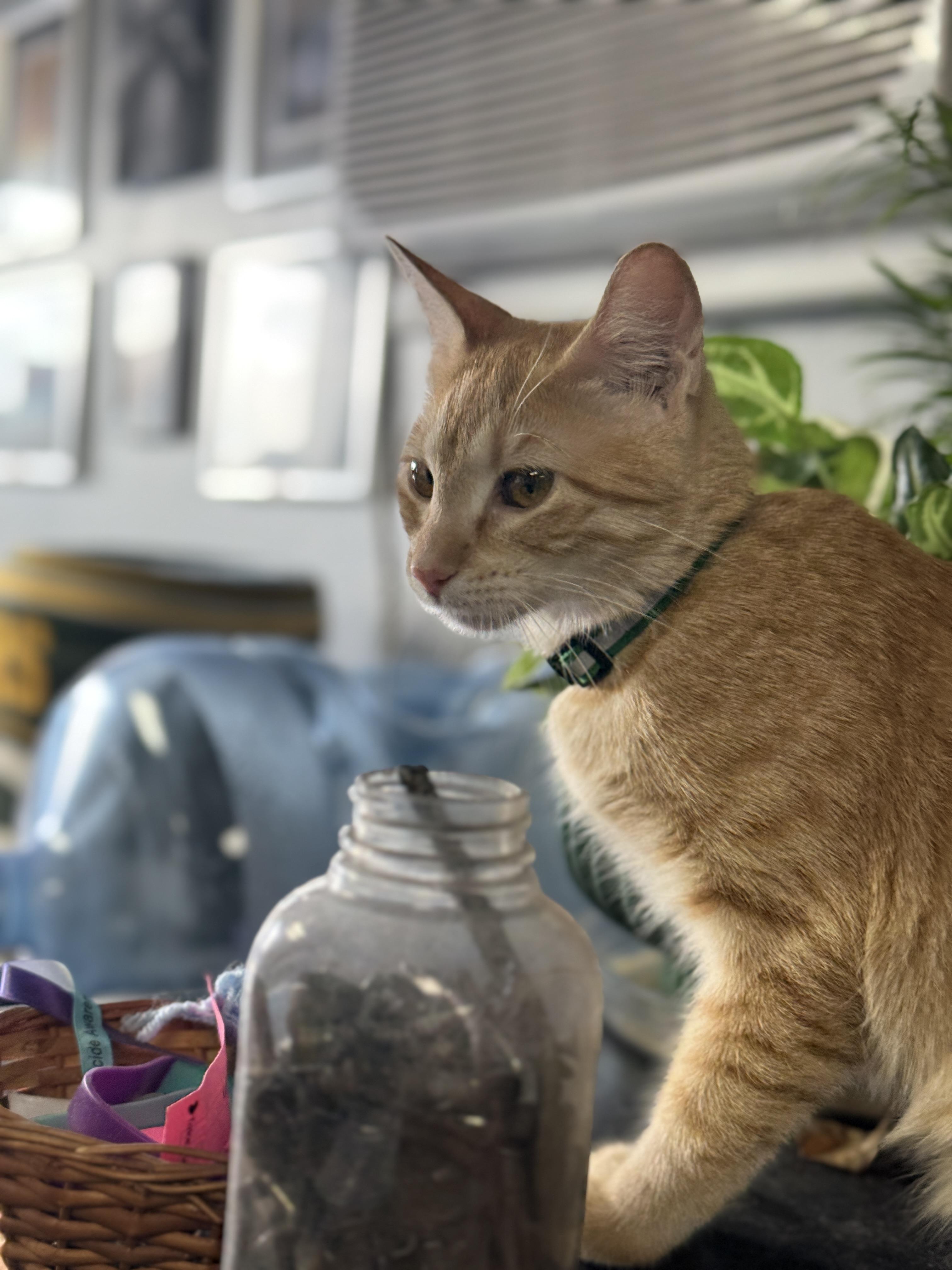 Enlarge Aurora, an adoptable Tabby in GALESVILLE, WI image 5/5