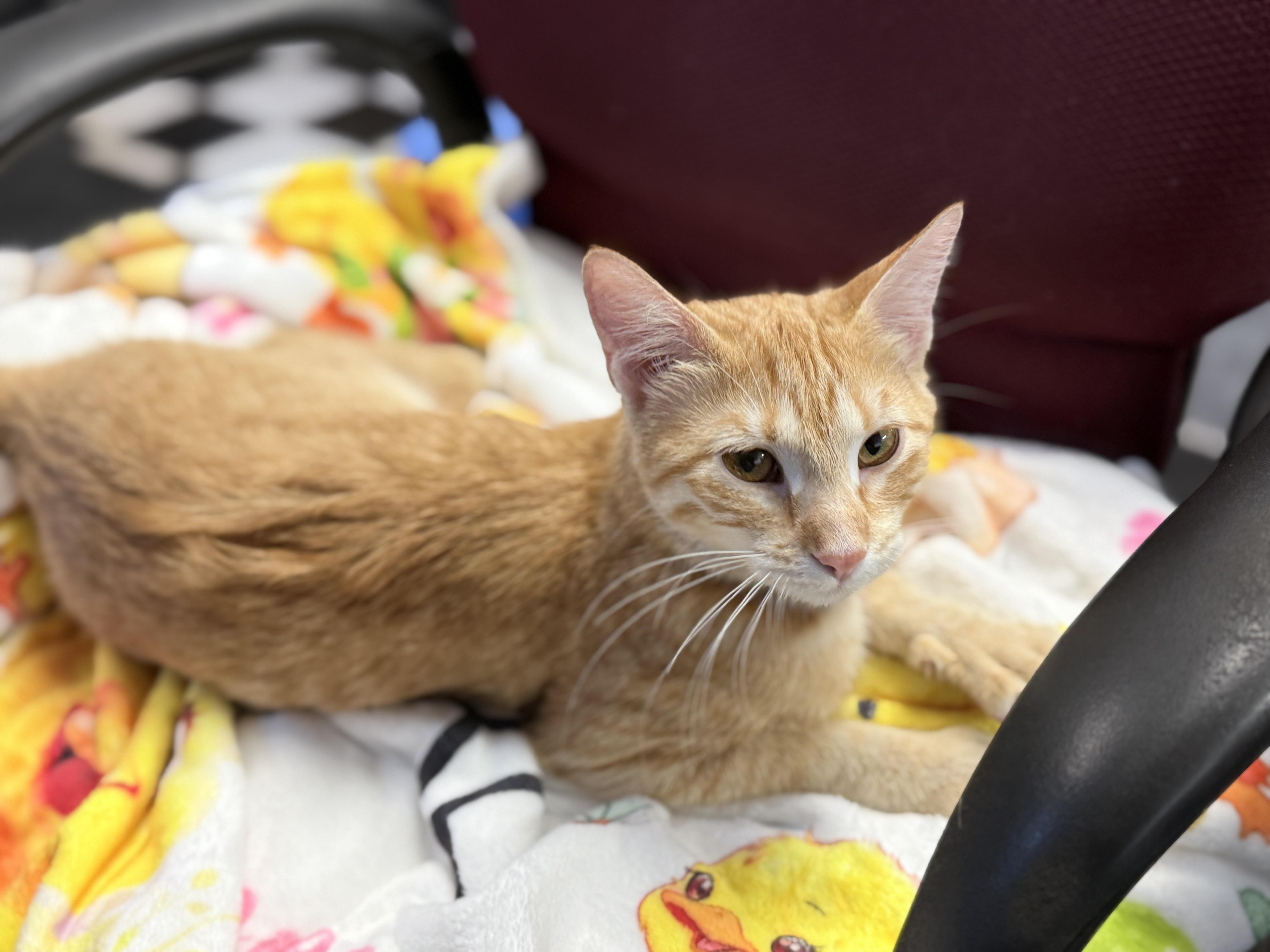 Enlarge Aurora, an adoptable Tabby in GALESVILLE, WI image 4/5