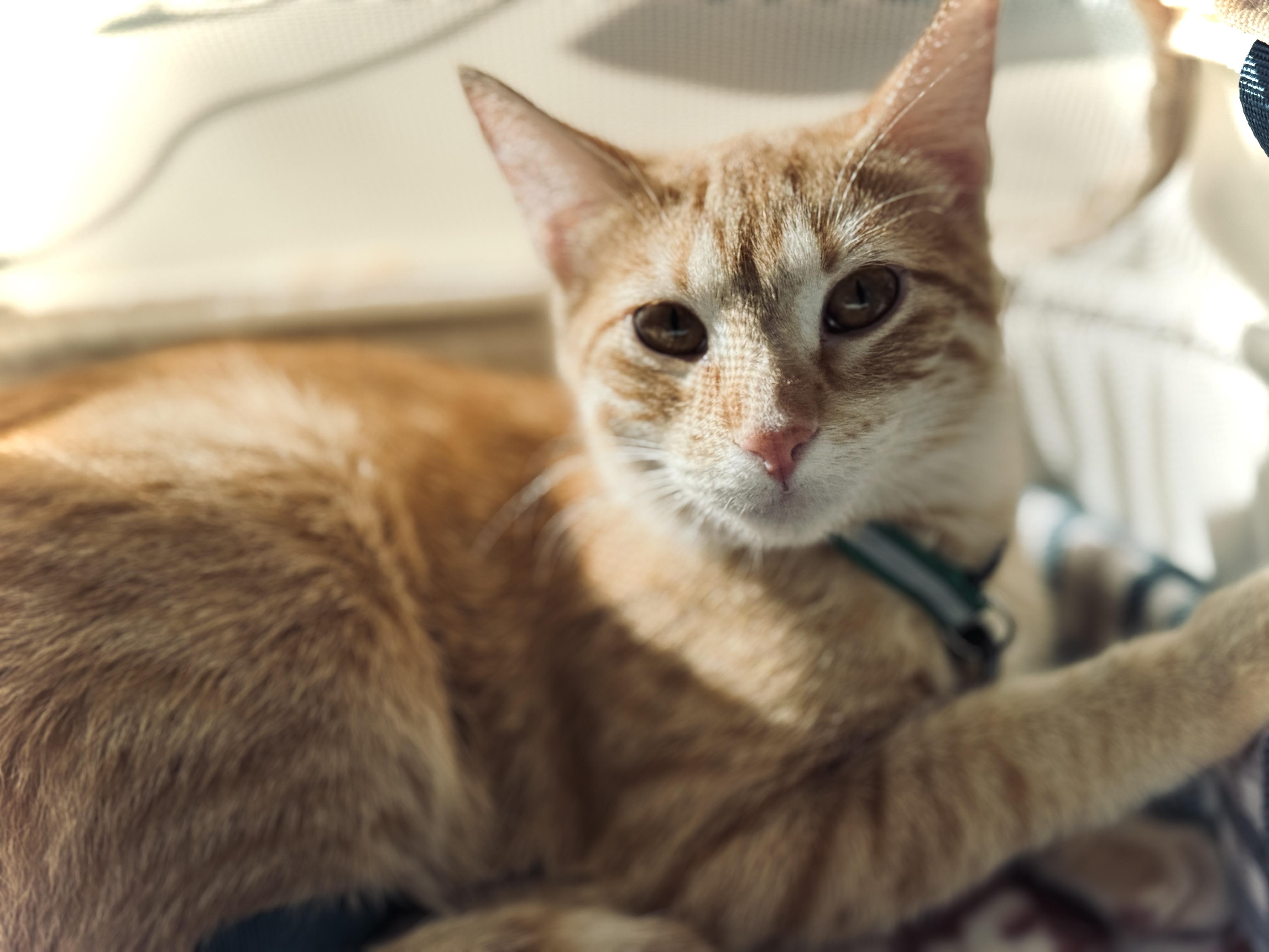 Enlarge Aurora, an adoptable Tabby in GALESVILLE, WI image 2/5