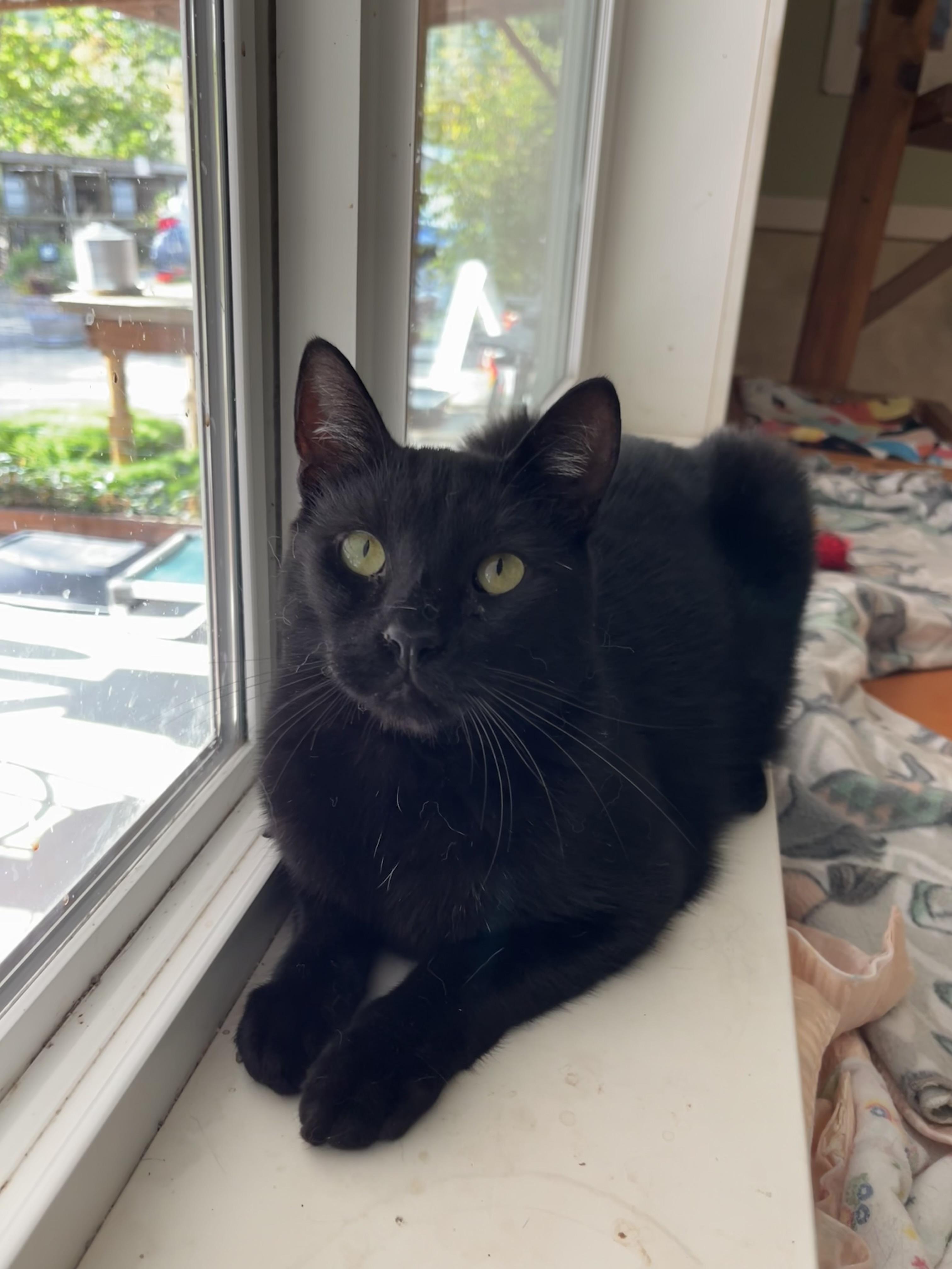 William and Empanada