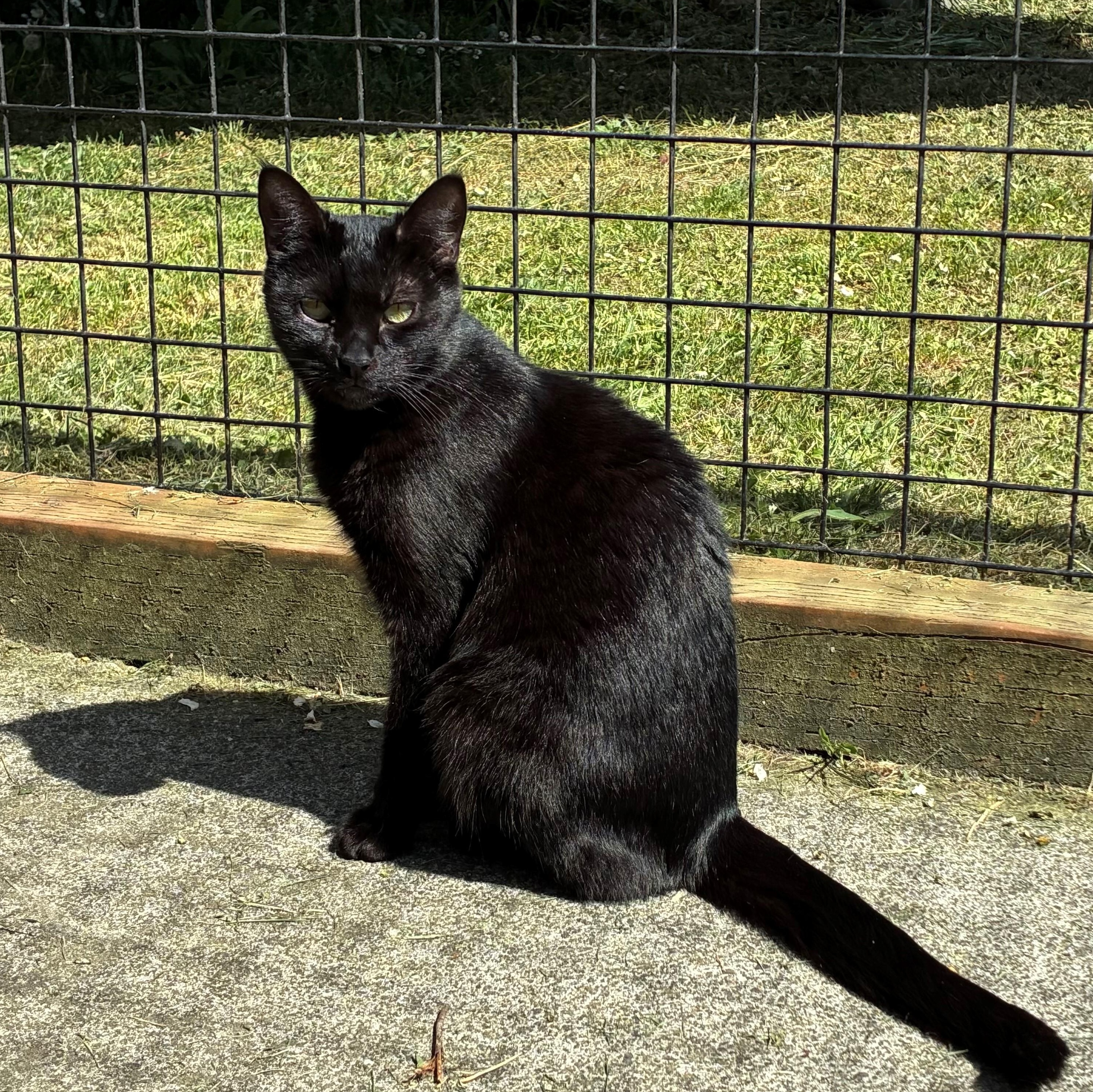 William and Empanada, Young Male Domestic Short Hair