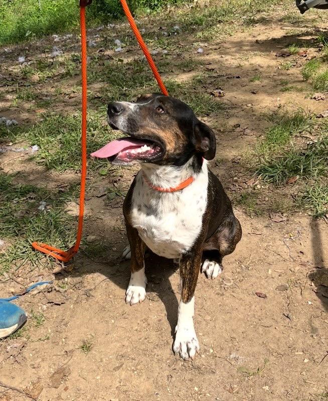 Enlarge Whimsy, a Adoptable mixed breed image 1/1