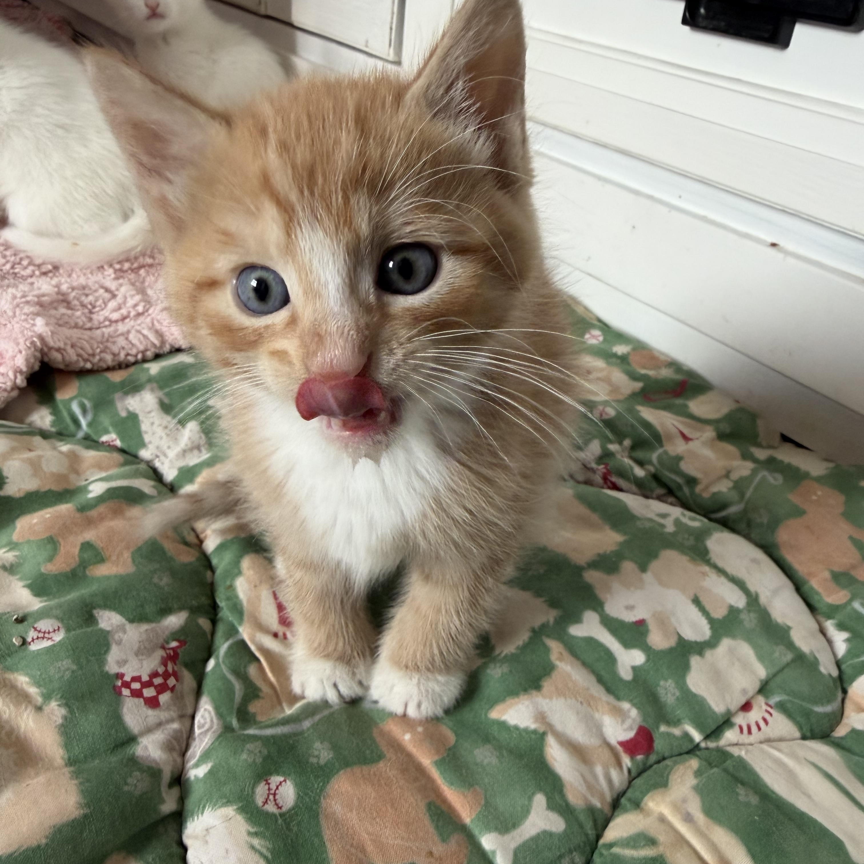 Bubba, Adoptable, Kitten Male Domestic Medium Hair.