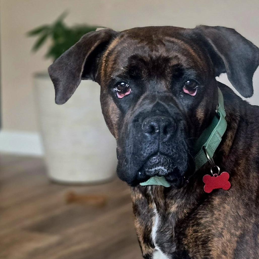 Enlarge Heidi, a Adoptable mixed breed in McMinnville, OR image 1/3