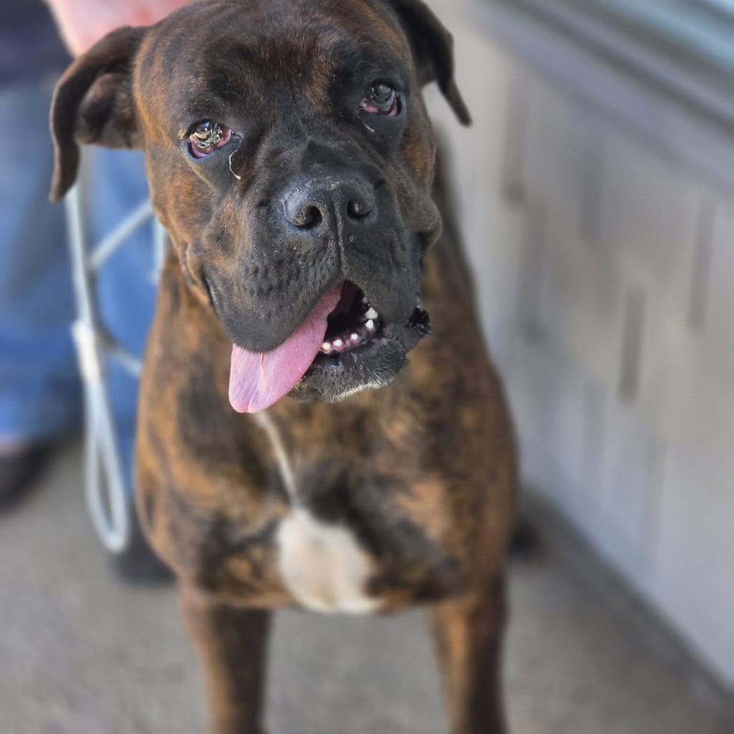 Enlarge Heidi, a Adoptable mixed breed in McMinnville, OR image 2/3