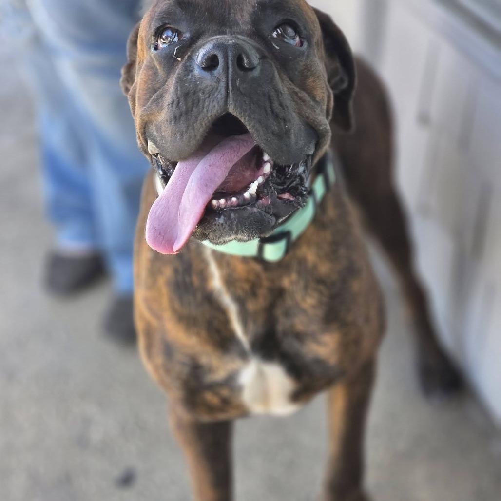 Enlarge Heidi, a Adoptable mixed breed in McMinnville, OR image 3/3