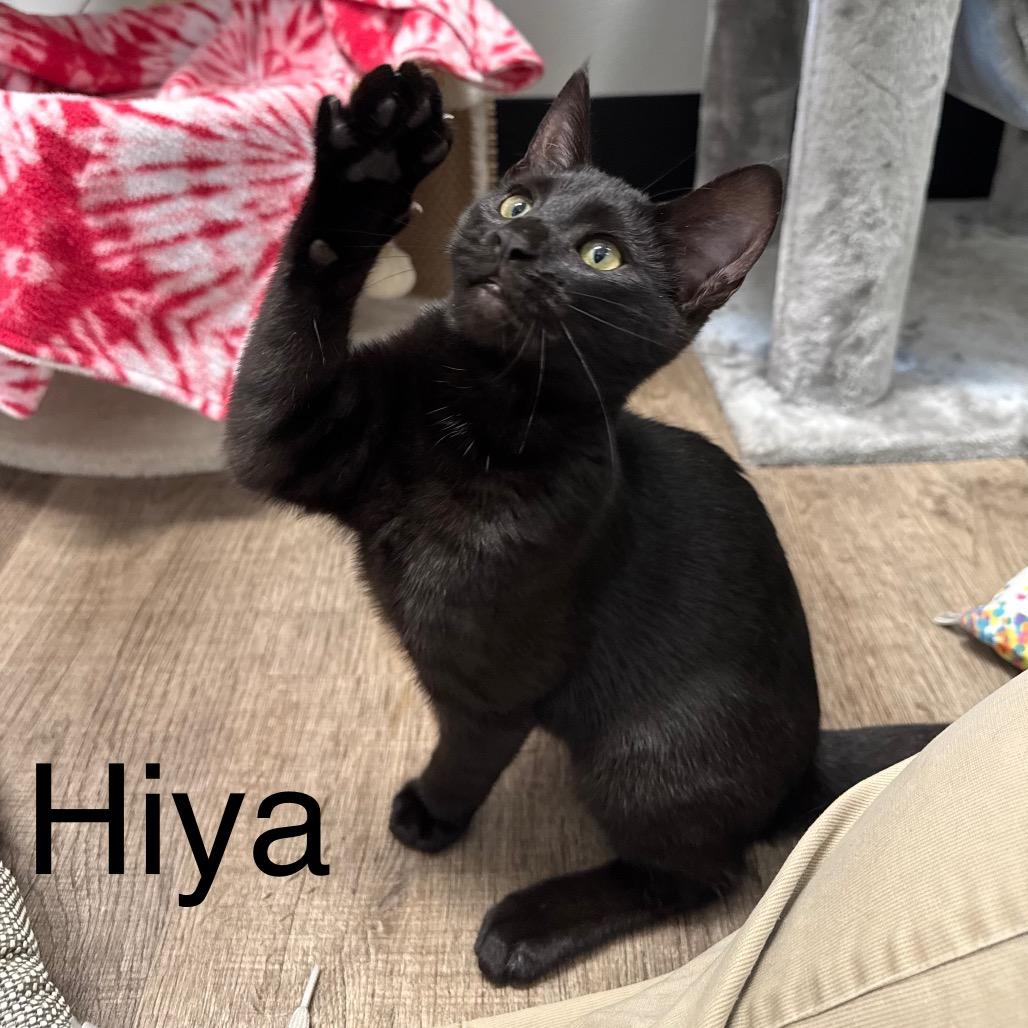 Magpie, Adoptable, Kitten Female Domestic Short Hair.