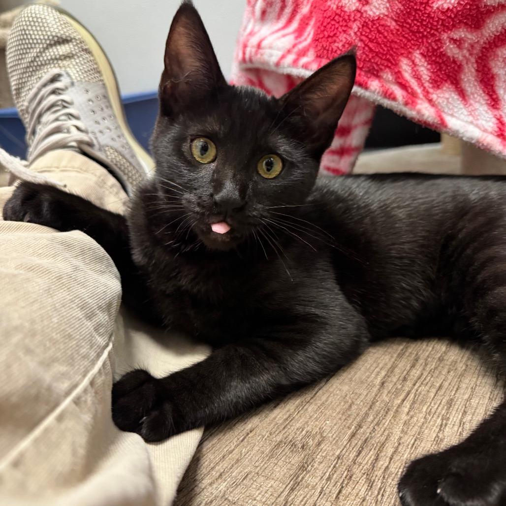 Magpie, a Adoptable Domestic Short Hair in Port Angeles, WA image 2/6