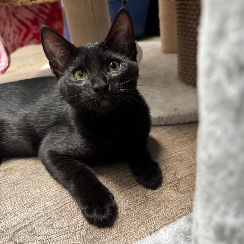Magpie, a Adoptable Domestic Short Hair in Port Angeles, WA image 3/6