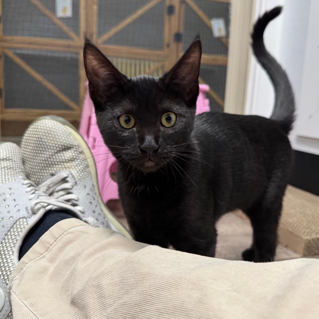Magpie, a Adoptable Domestic Short Hair in Port Angeles, WA image 4/6