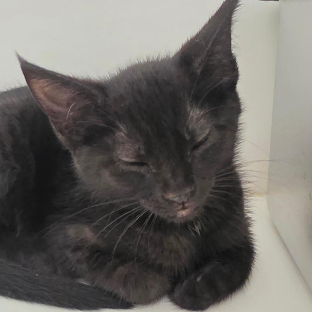 Magpie, a Adoptable Domestic Short Hair in Port Angeles, WA image 5/6