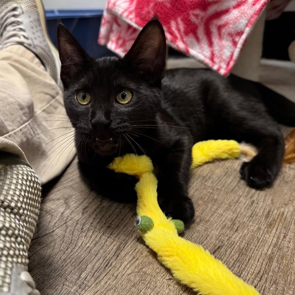 Magpie, a Adoptable Domestic Short Hair in Port Angeles, WA image 6/6