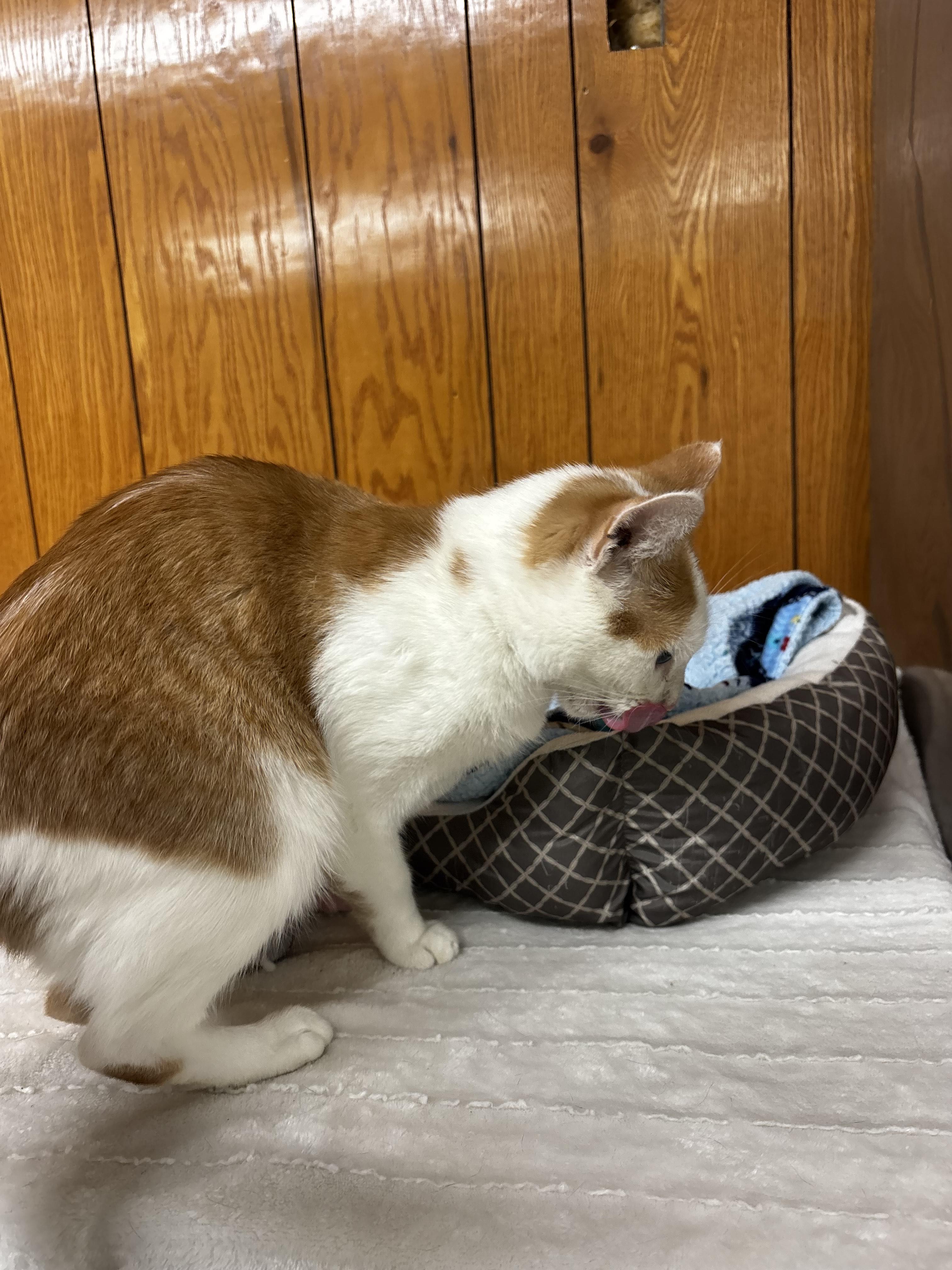 Marilyn, Adoptable, Adult Female Domestic Short Hair.