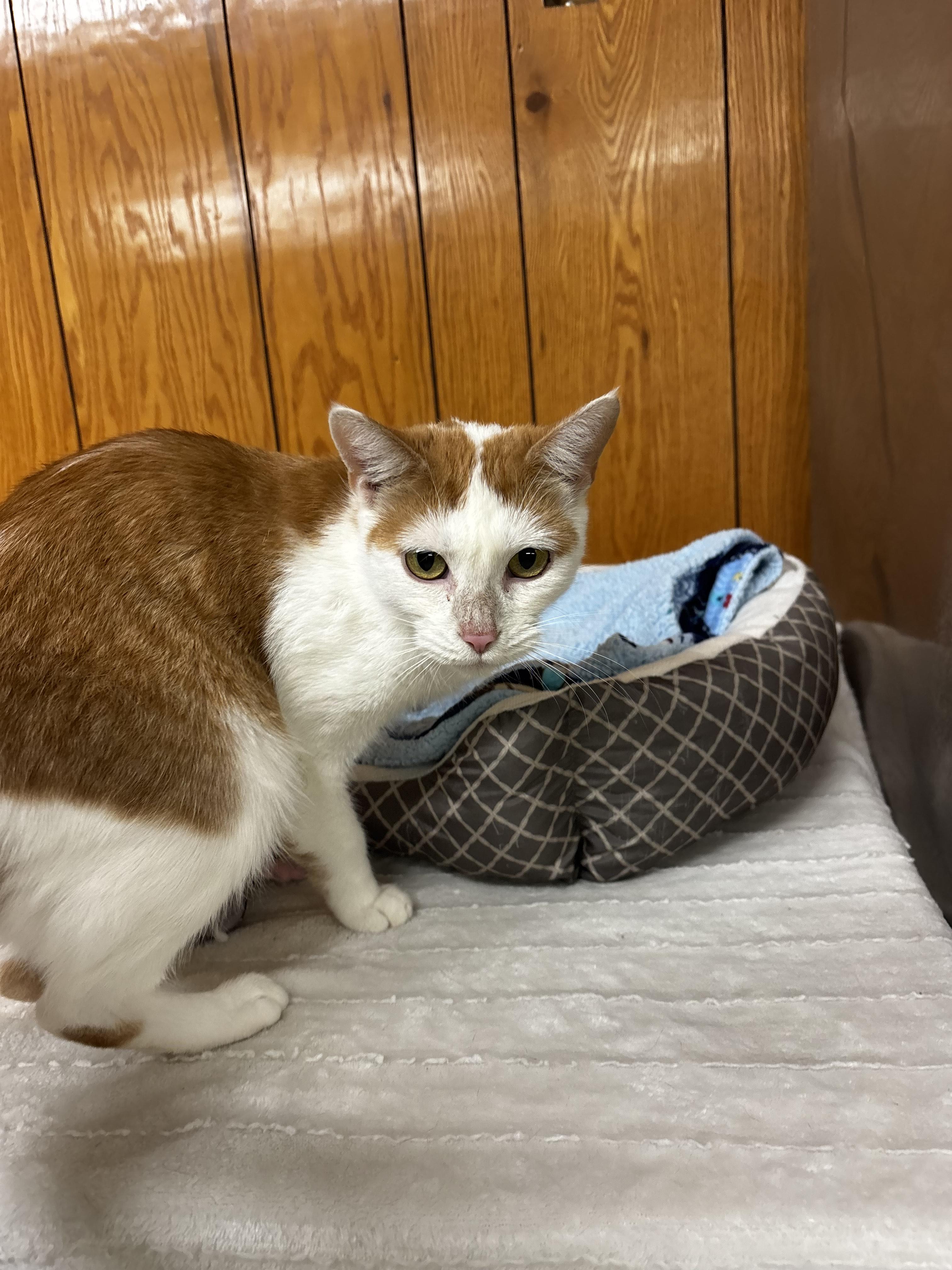 Enlarge Marilyn, a Adoptable Domestic Short Hair in Fort Madison, IA image 2/4