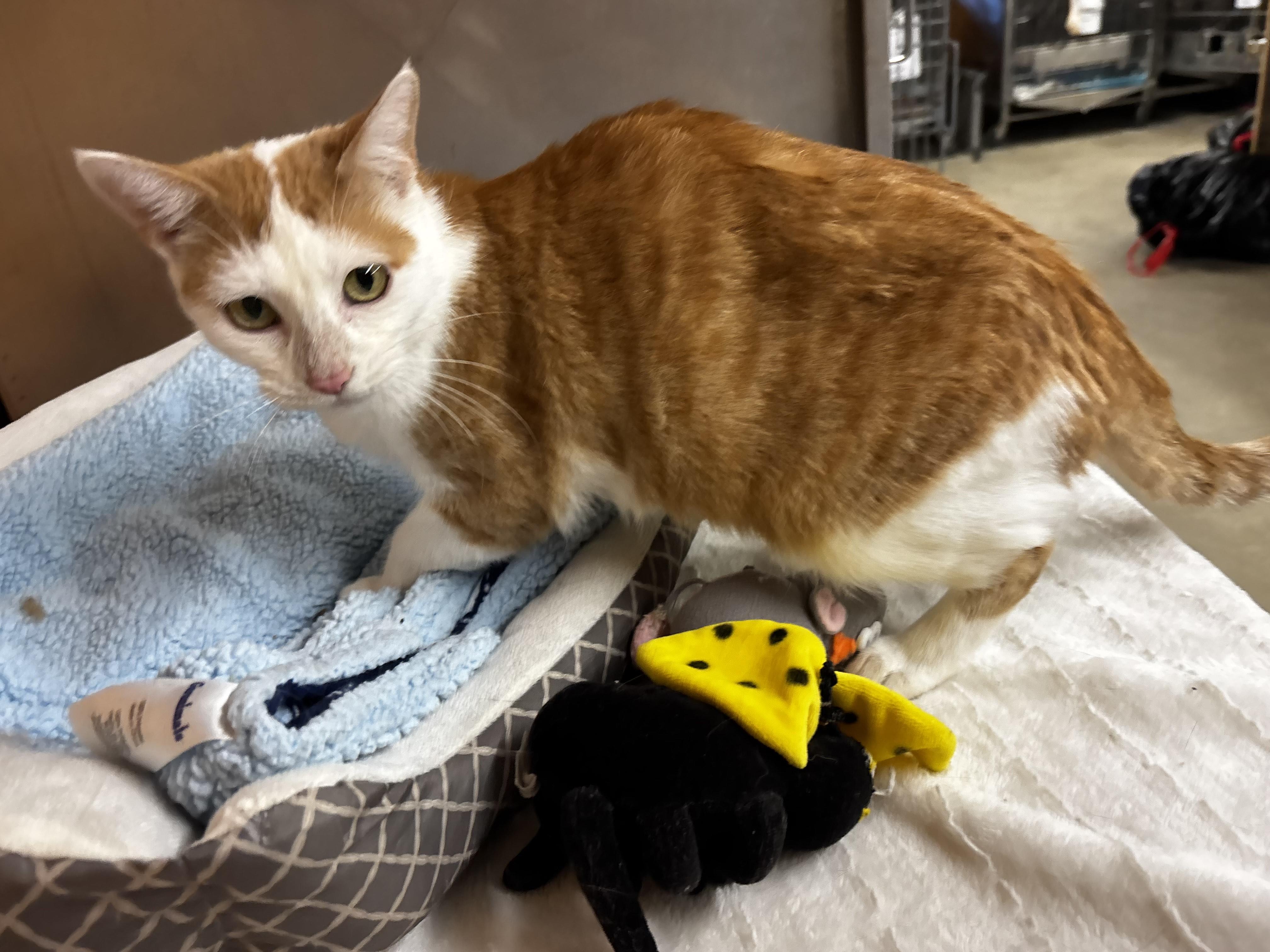 Enlarge Marilyn, a Adoptable Domestic Short Hair in Fort Madison, IA image 3/4