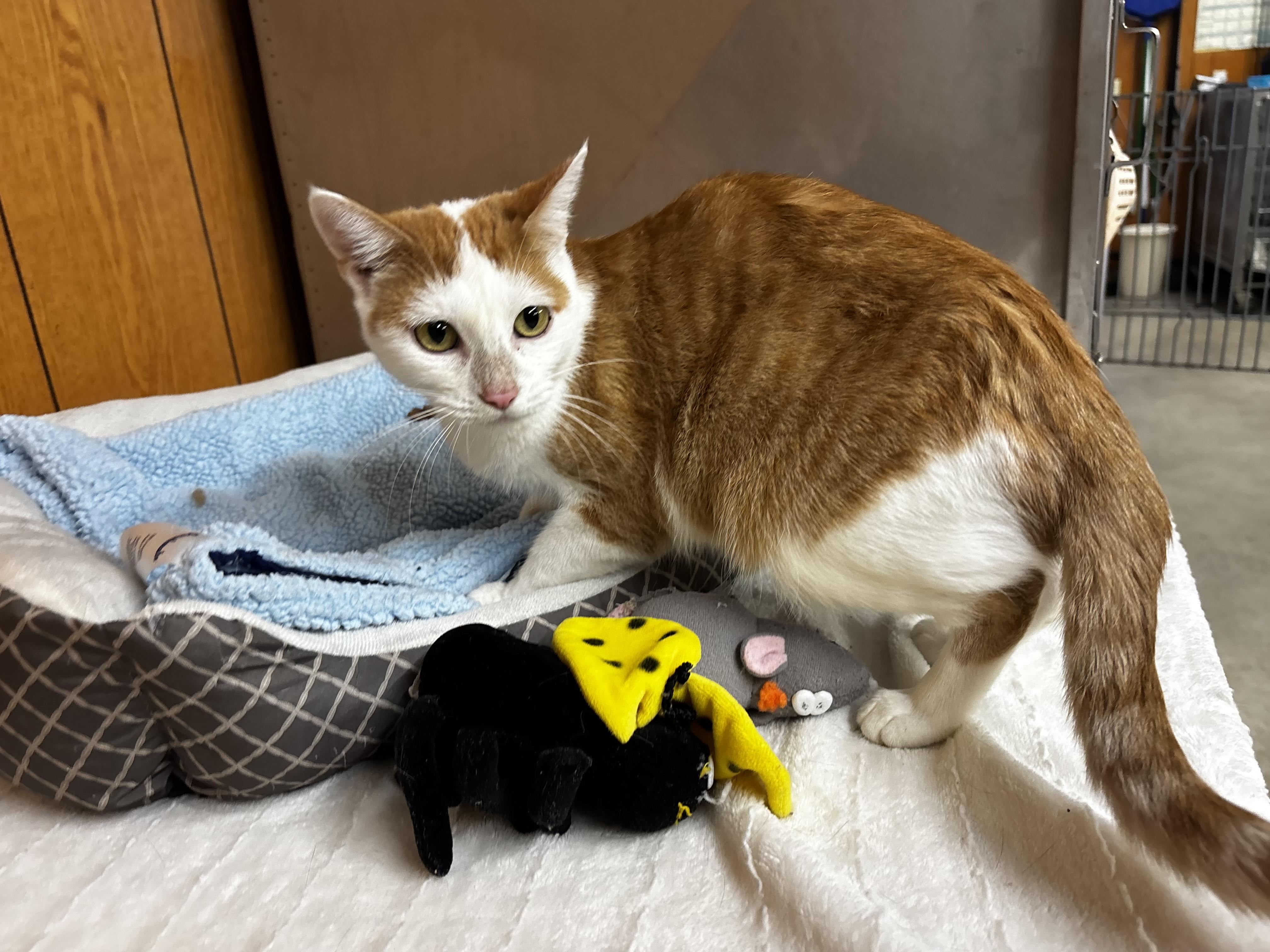 Enlarge Marilyn, a Adoptable Domestic Short Hair in Fort Madison, IA image 4/4