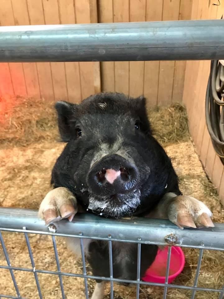 Enlarge Wilbur, a Adoptable mixed breed in Durham, NC image 1/1