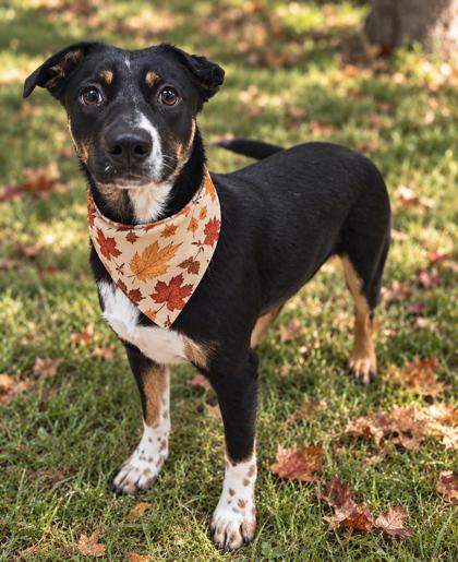 Enlarge Beebe, a Adoptable mixed breed in Harbor Springs, MI image 1/1