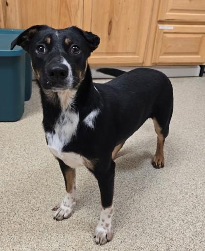 Beebe, Adoptable, Adult Female Mixed Breed & Mixed Breed.