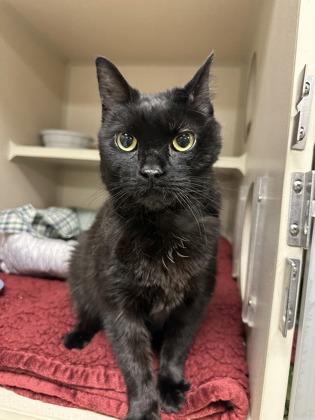 Squish, Adoptable, Senior Female Domestic Short Hair & Domestic Short Hair.