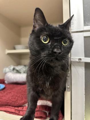 Enlarge Squish, a Adoptable mixed breed in Quakertown, PA image 2/3